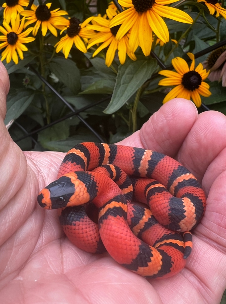 Honduran Milk Snake